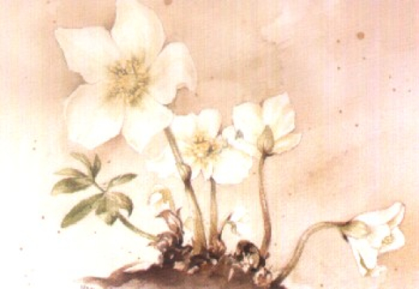 Winterrose