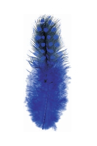 Perlhuhnfedern blau - ca. 24 Stück