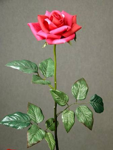 Seidenrose pink   Blüte Ø 10 cm halboffen   Länge 44 cm   wenig Dornen