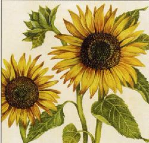 Serviette Helianthus creme