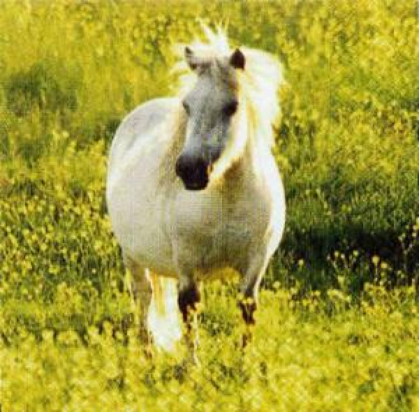 Serviette Pferd auf Wiese