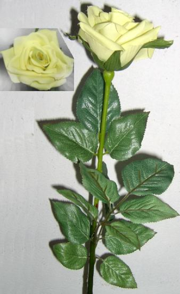 Seidenrose gelb   Blüte Ø 10 cm halboffen   Länge 44 cm wenig Dornen