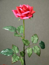 Seidenrose pink <br> Blüte Ø 10 cm halboffen <br> Länge 44 cm <br> wenig Dornen