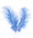 Marabufedern ca. 14 cm - blau <br>  15 Stück im SB-Beutel