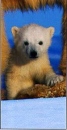 Taschentuch Polar Bear <br> 1 Stück - 4-lagig